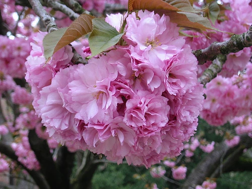 Prunus serrulata 'Kanzan' (Wiśnia piłkowana 'Kanzan')
