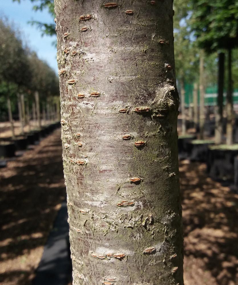 Prunus serrulata 'Kanzan' (Wiśnia piłkowana 'Kanzan')