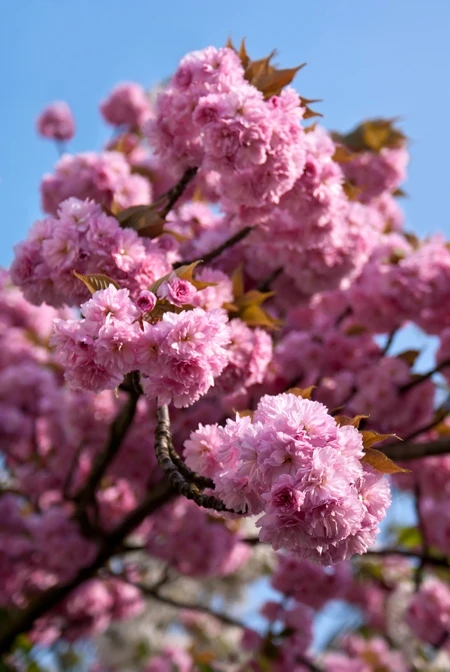 Prunus serrulata 'Kanzan' (Wiśnia piłkowana 'Kanzan')