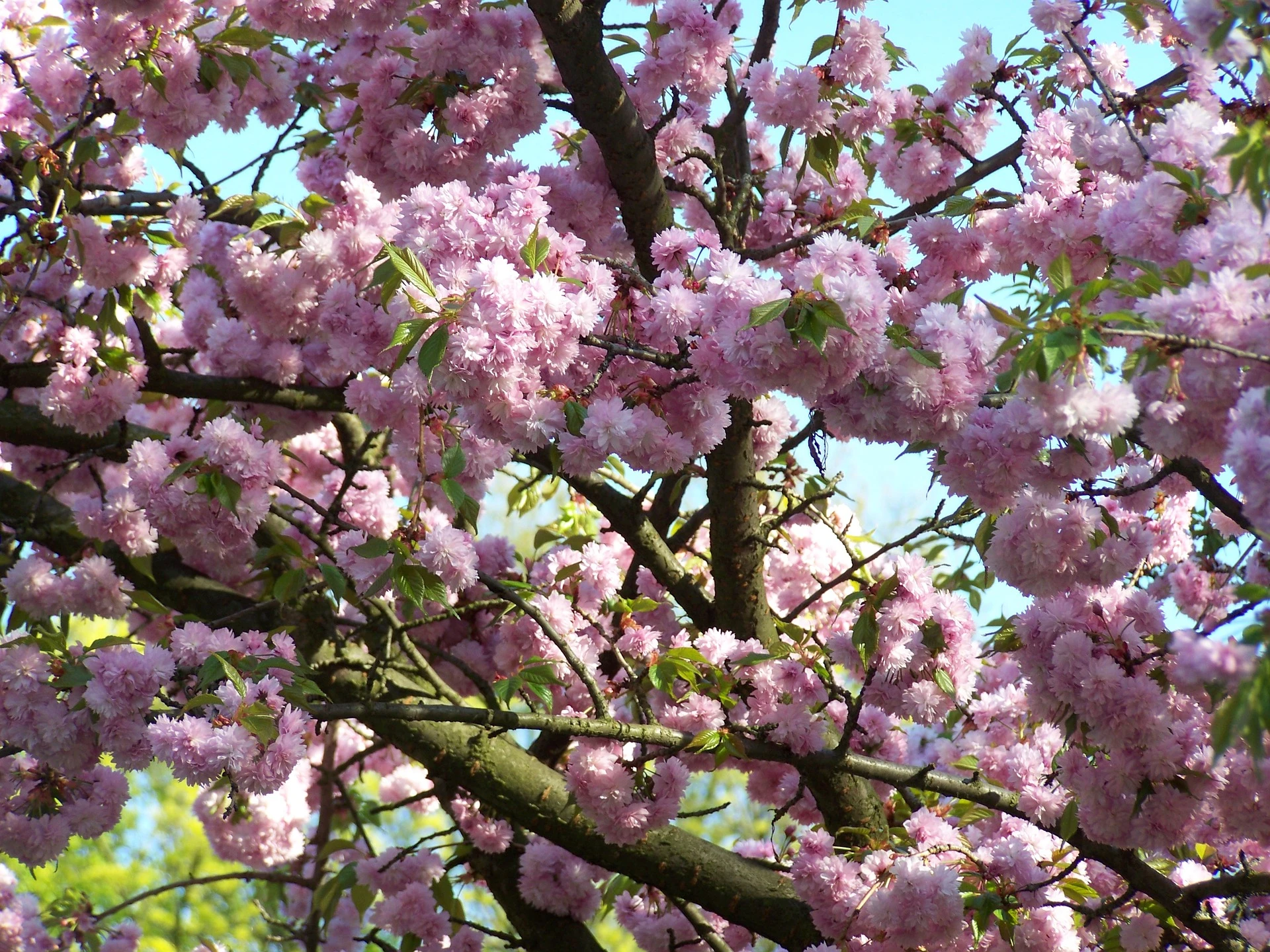 Prunus serrulata 'Kanzan' (Wiśnia piłkowana 'Kanzan')