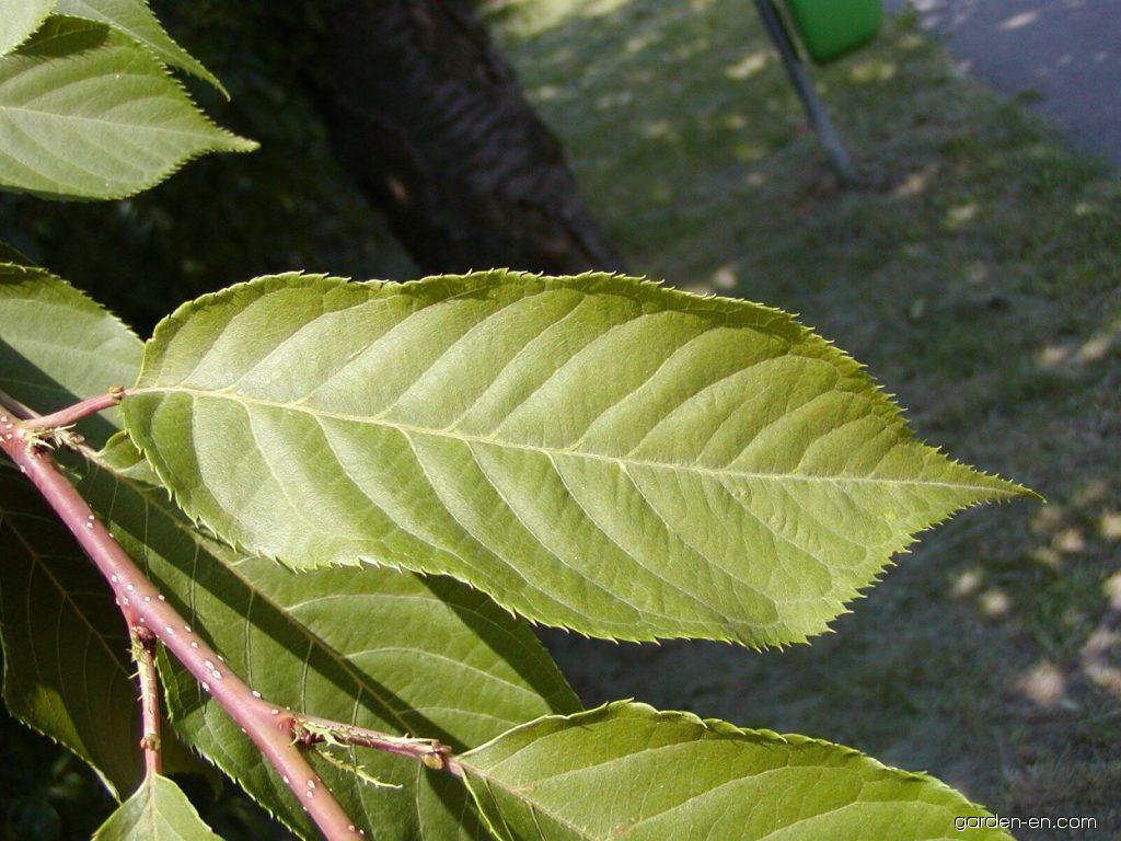 Prunus serrulata 'Kanzan' (Wiśnia piłkowana 'Kanzan')