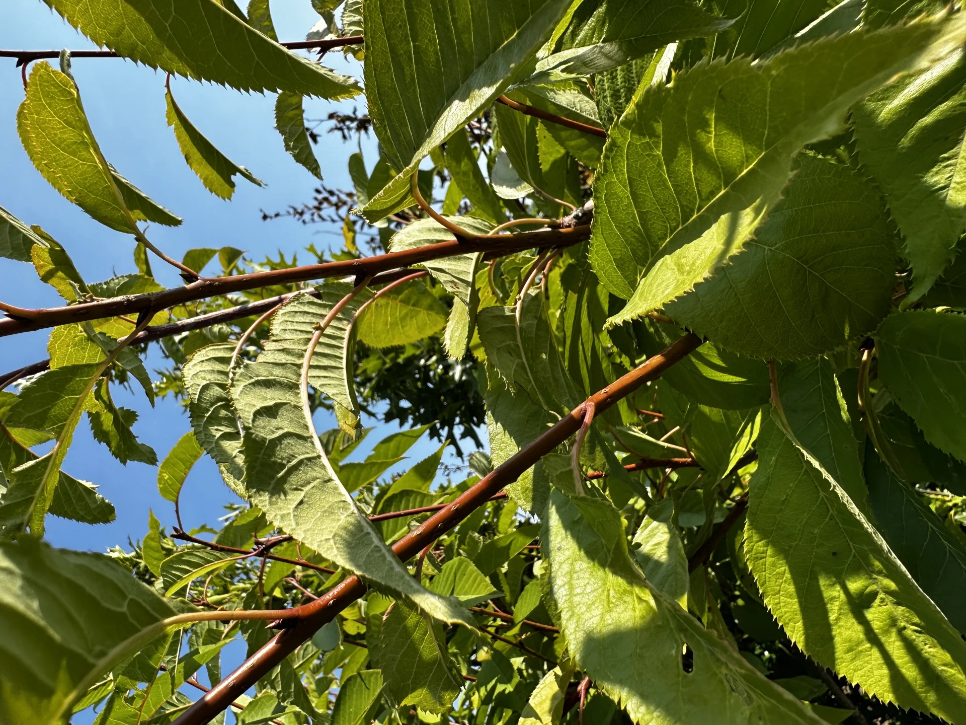 Prunus serrulata 'Kanzan' (Wiśnia piłkowana 'Kanzan')