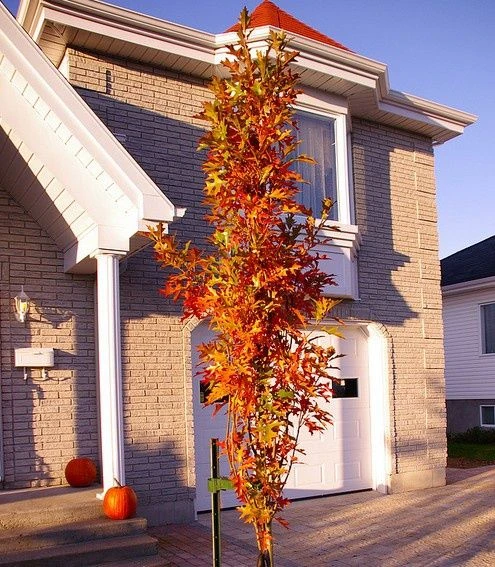Quercus palustris 'Green Pillar' (Dąb błotny 'Green Pillar')