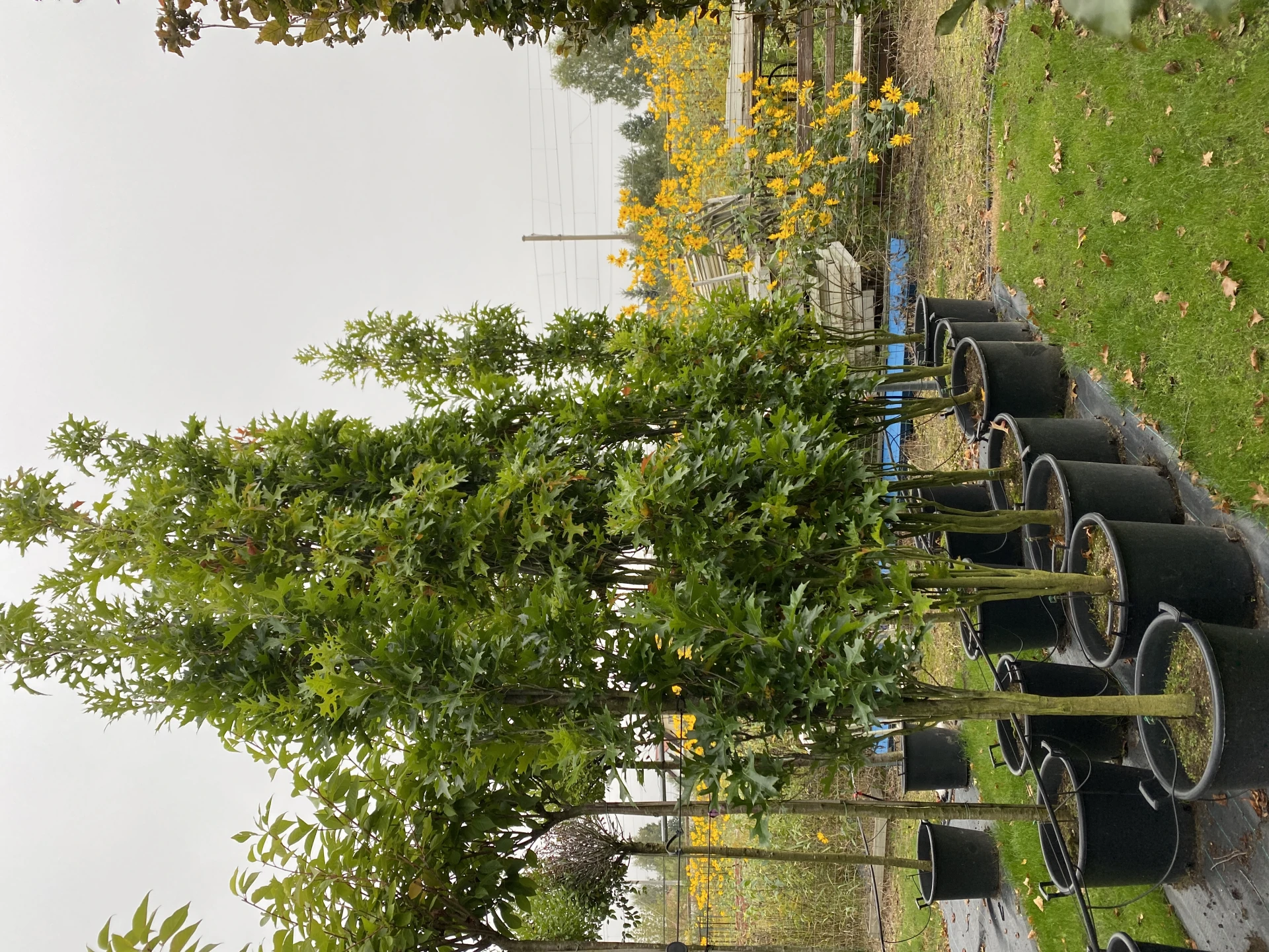 Quercus palustris 'Green Pillar' (Dąb błotny 'Green Pillar')