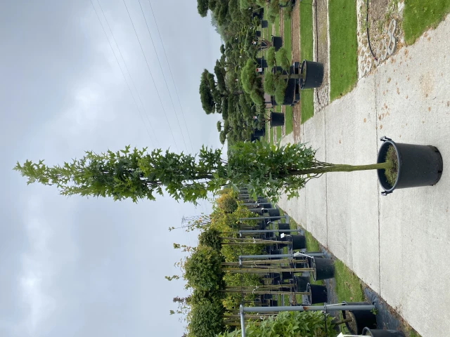 Quercus palustris 'Green Pillar' (Dąb błotny 'Green Pillar')