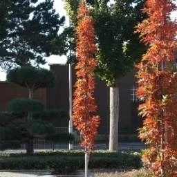 Quercus palustris 'Green Pillar' (Dąb błotny 'Green Pillar')