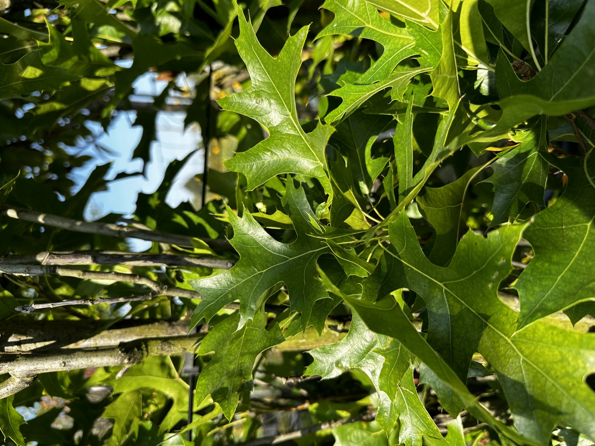 Quercus palustris 'Green Pillar' (Dąb błotny 'Green Pillar')