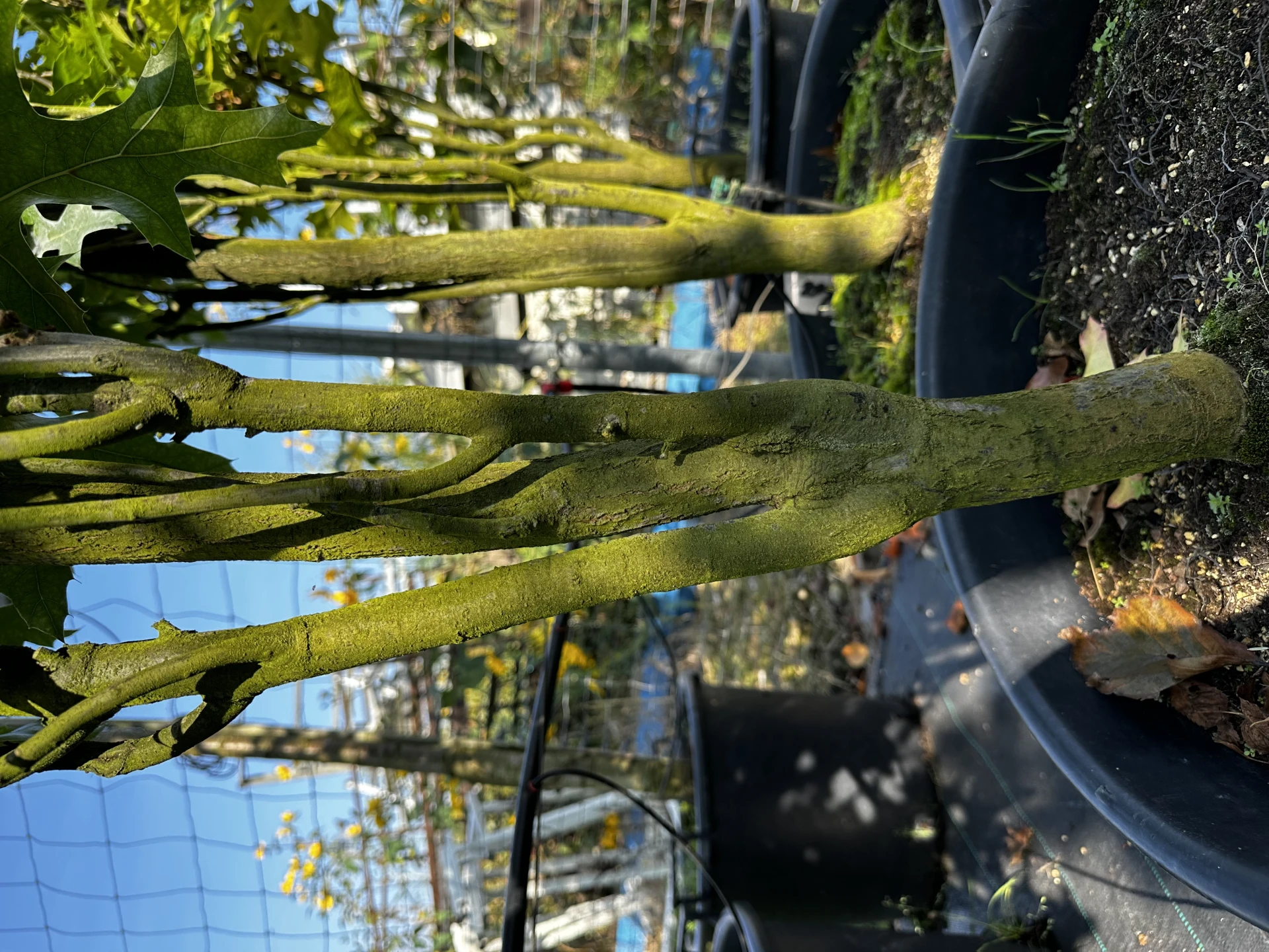 Quercus palustris 'Green Pillar' (Dąb błotny 'Green Pillar')