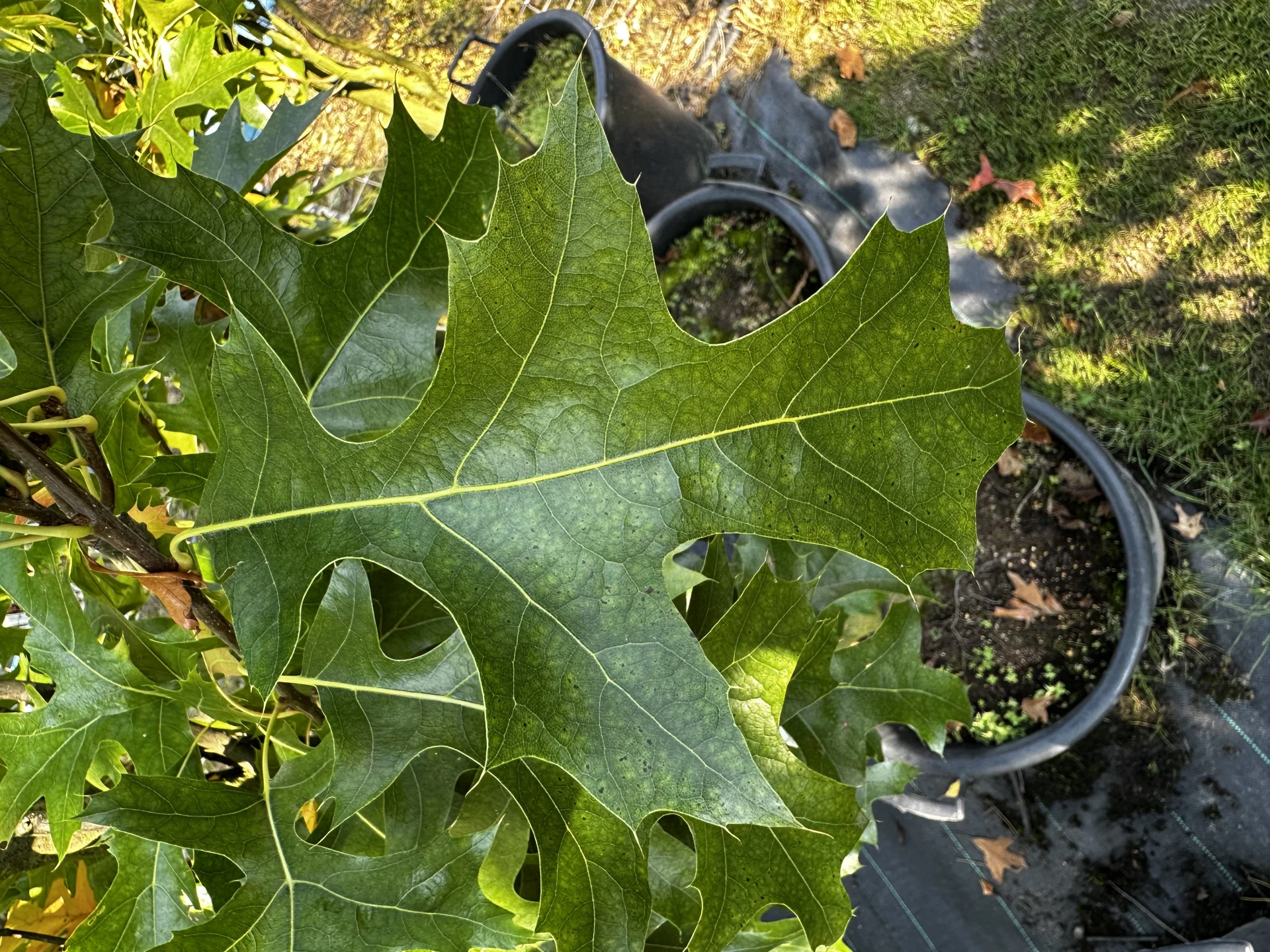 Quercus palustris 'Green Pillar' (Dąb błotny 'Green Pillar')