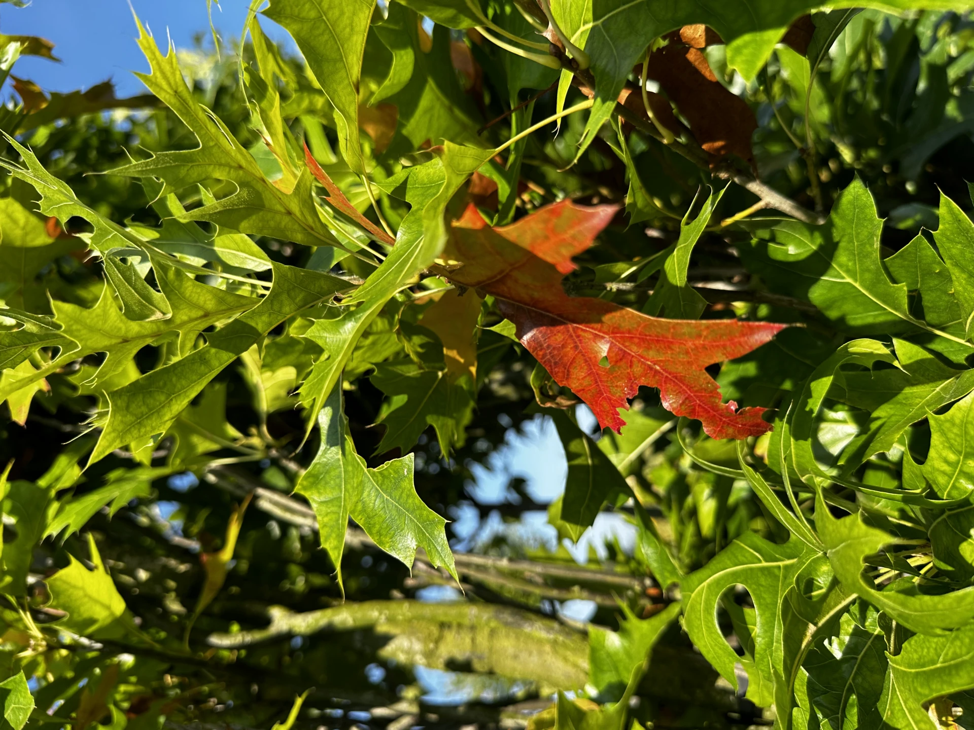 Quercus palustris 'Green Pillar' (Dąb błotny 'Green Pillar')