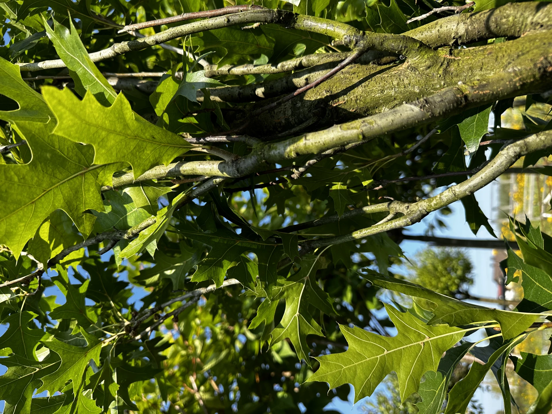 Quercus palustris 'Green Pillar' (Dąb błotny 'Green Pillar')