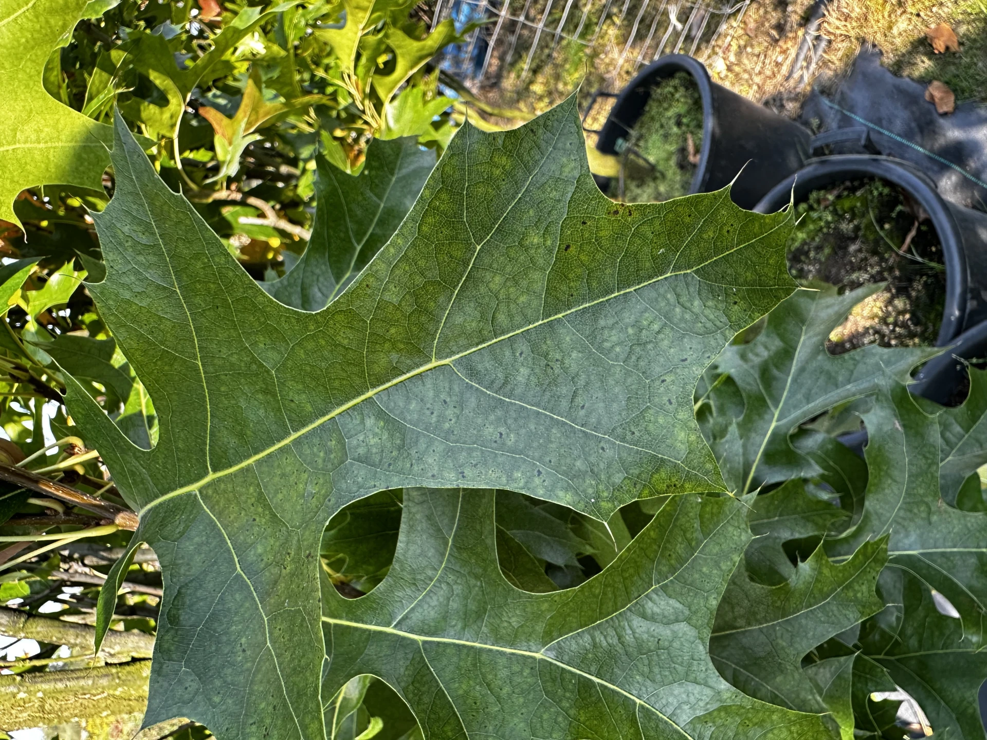 Quercus palustris 'Green Pillar' (Dąb błotny 'Green Pillar')