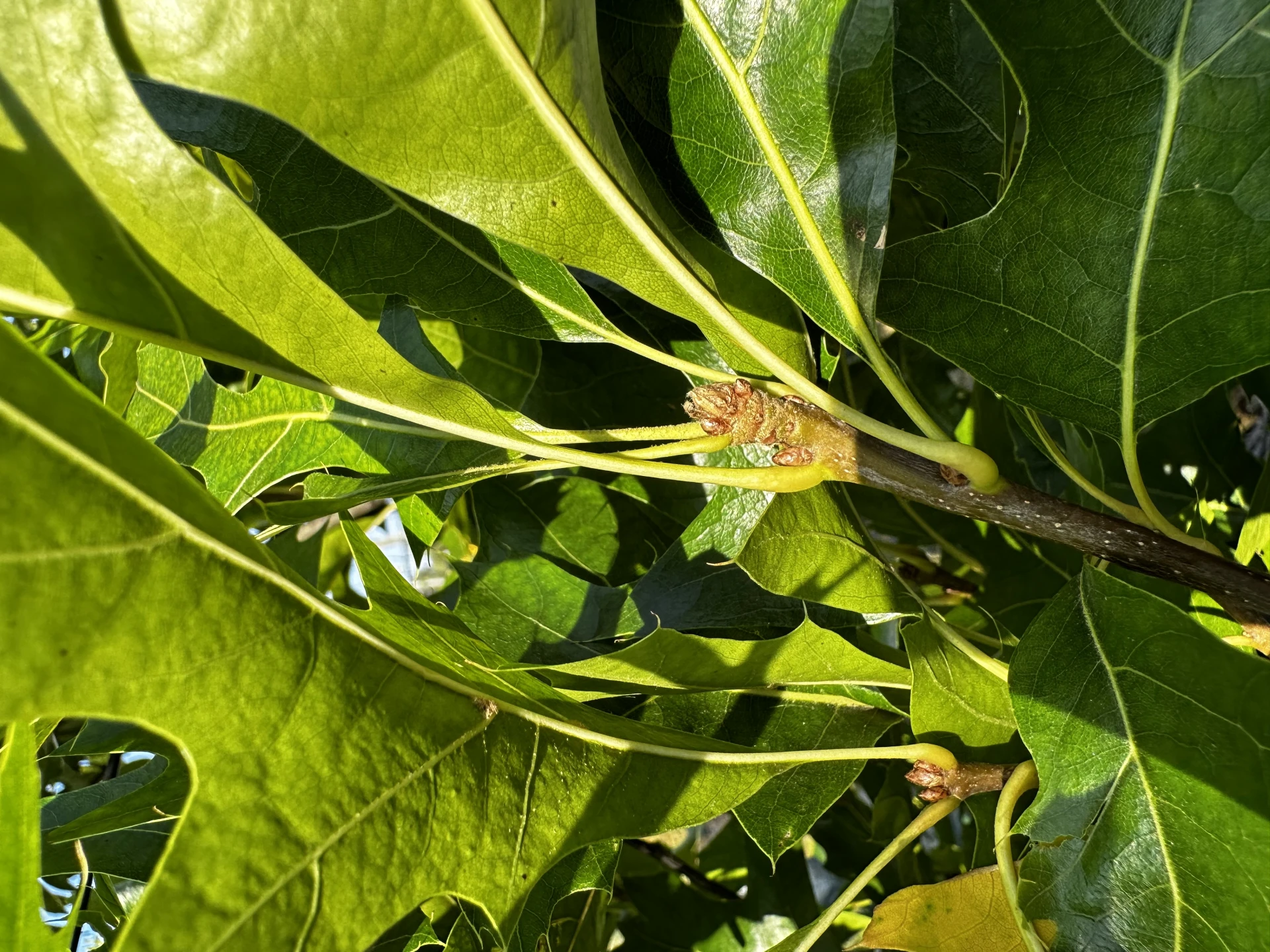 Quercus palustris 'Green Pillar' (Dąb błotny 'Green Pillar')