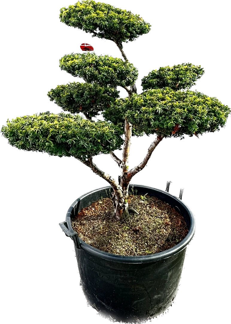 Taxus cuspidata f. nana (Cis japoński forma karłowa)