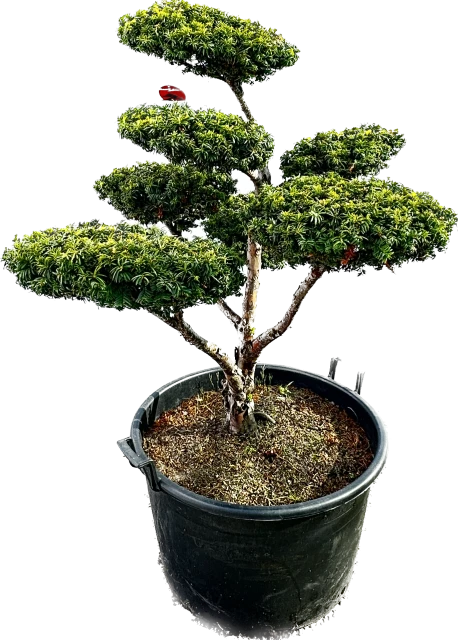 Taxus cuspidata f. nana (Cis japoński forma karłowa)