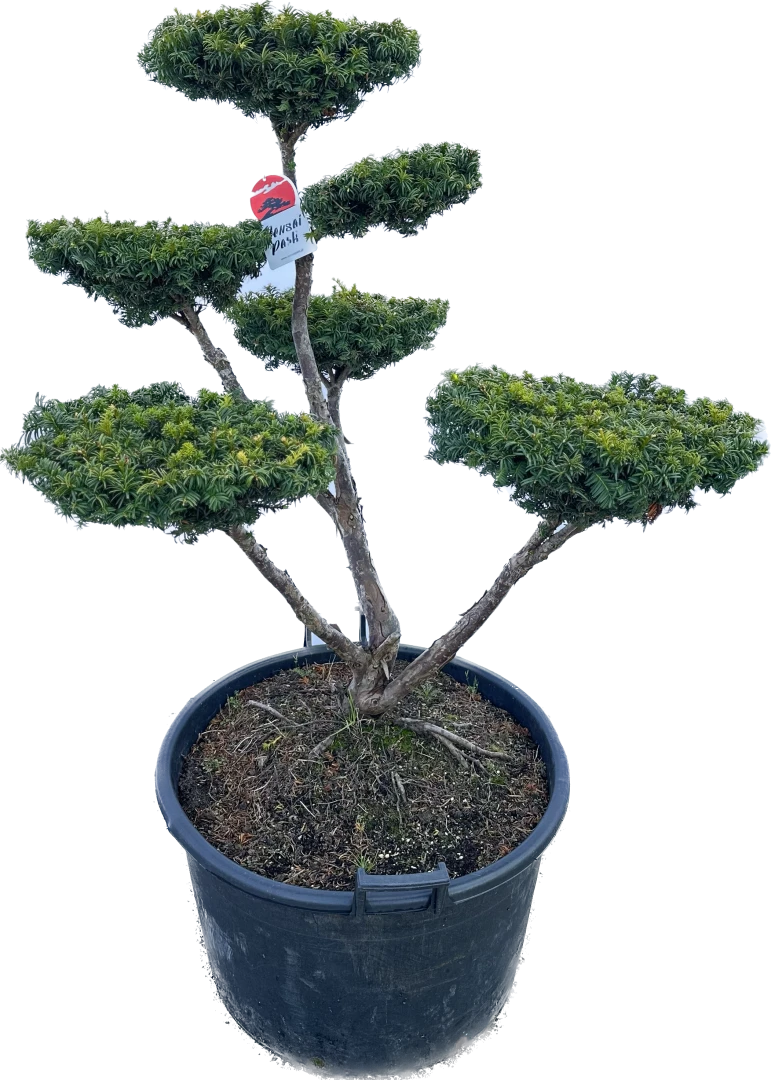 Taxus cuspidata f. nana (Cis japoński forma karłowa)