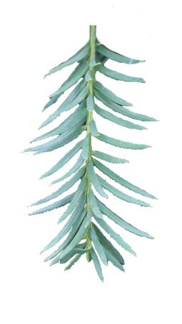 Taxus cuspidata f. nana (Cis japoński forma karłowa)