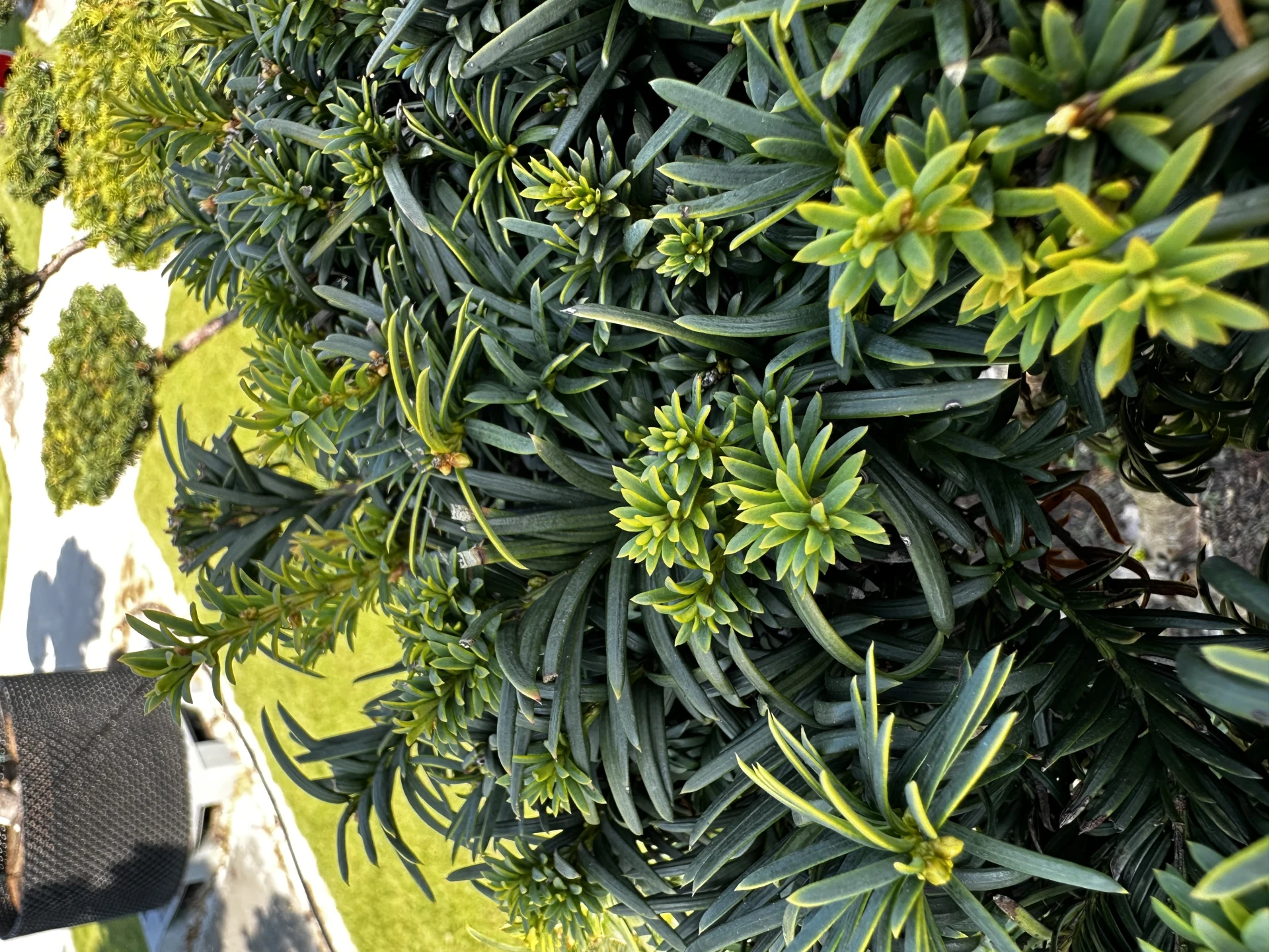 Taxus cuspidata f. nana (Cis japoński forma karłowa)