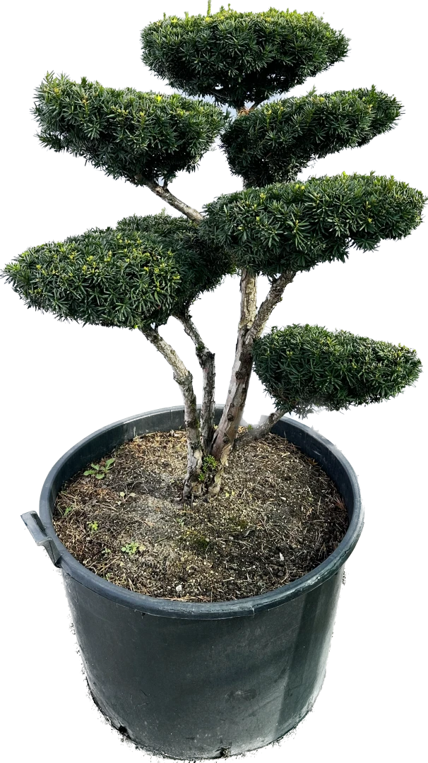 Taxus ×media 'Hilli' (Cis pośredni 'Hilli')