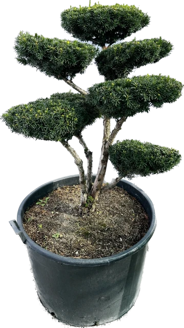 Taxus ×media 'Hilli' (Cis pośredni 'Hilli')