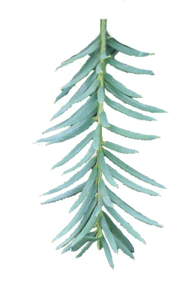 Taxus ×media 'Hilli' (Cis pośredni 'Hilli')