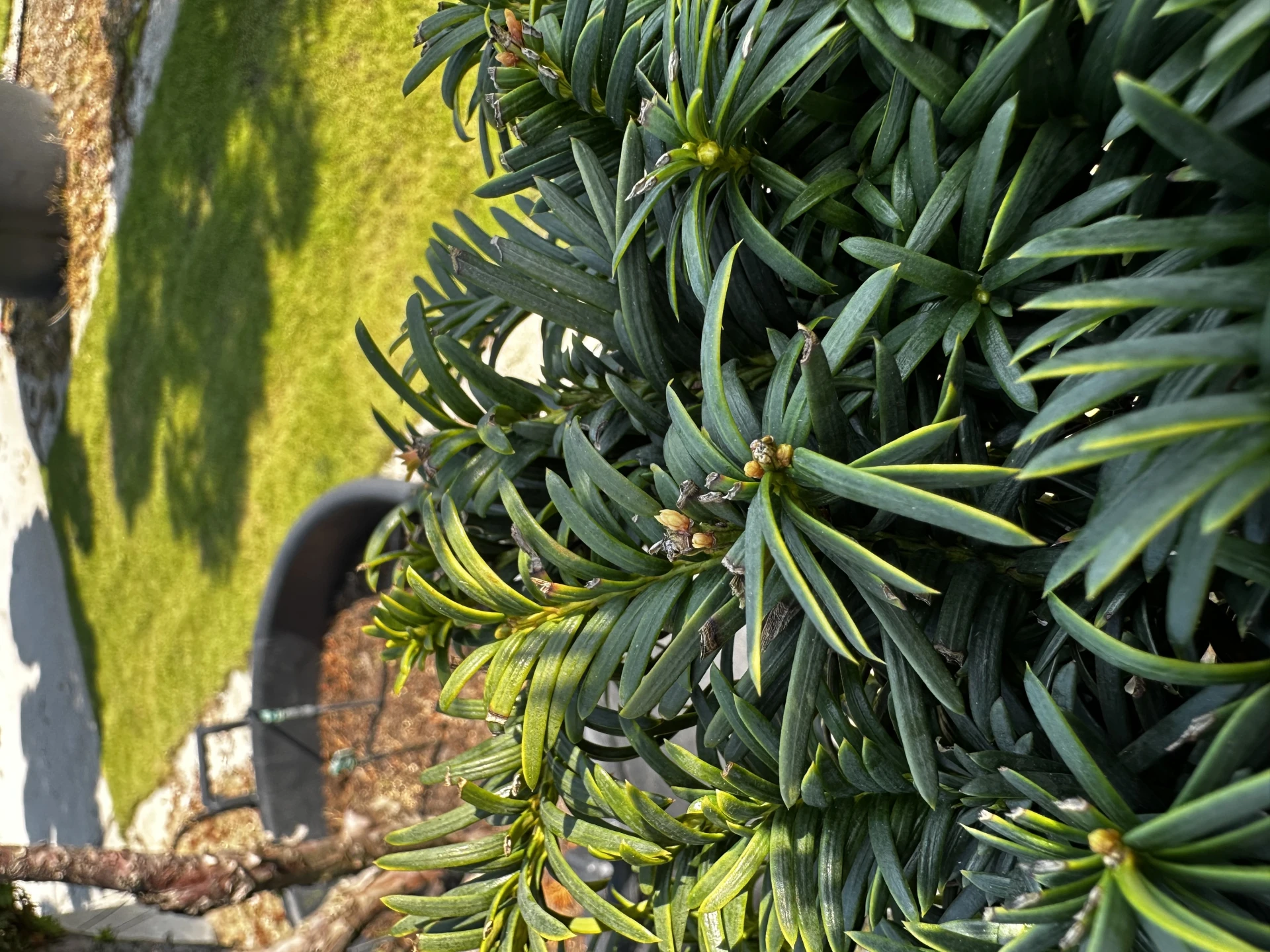 Taxus ×media 'Hilli' (Cis pośredni 'Hilli')