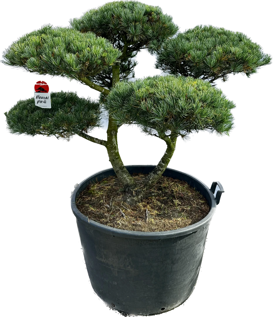 Pinus parviflora 'Negishi' (Sosna drobnokwiatowa 'Negishi')