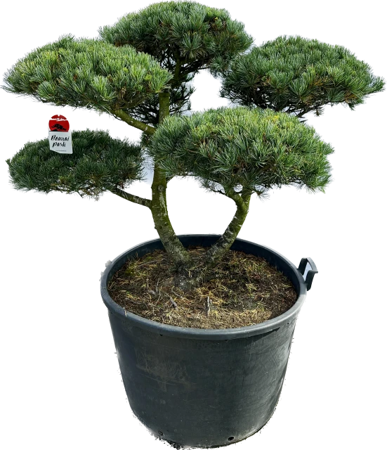 Pinus parviflora 'Negishi' (Sosna drobnokwiatowa 'Negishi')