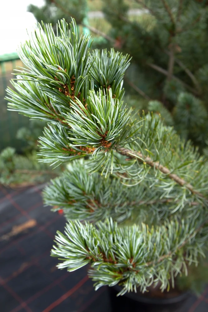 Pinus parviflora 'Negishi' (Sosna drobnokwiatowa 'Negishi')
