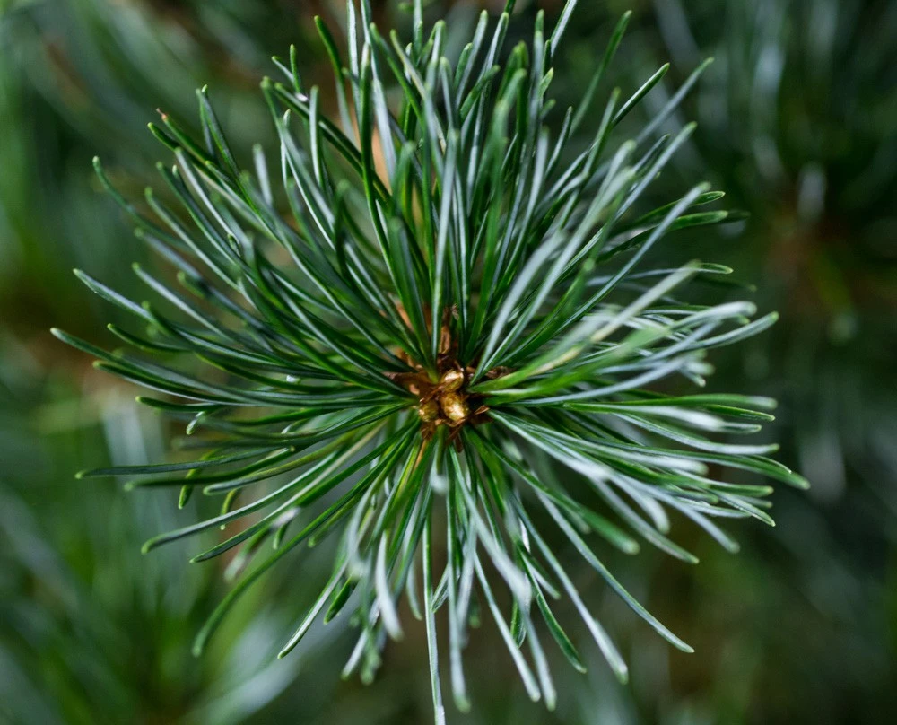 Pinus parviflora 'Negishi' (Sosna drobnokwiatowa 'Negishi')